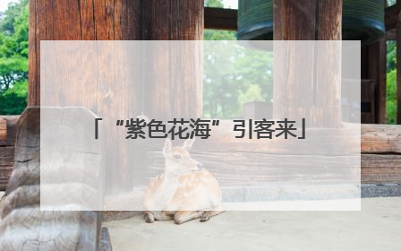 “紫色花海”引客来