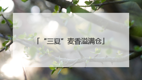 “三夏”麦香溢满仓