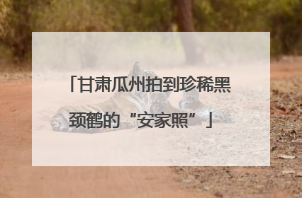 甘肃瓜州拍到珍稀黑颈鹤的“安家照”
