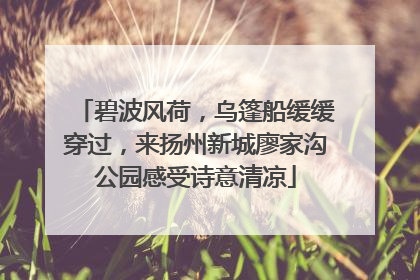 碧波风荷，乌篷船缓缓穿过，来扬州新城廖家沟公园感受诗意清凉