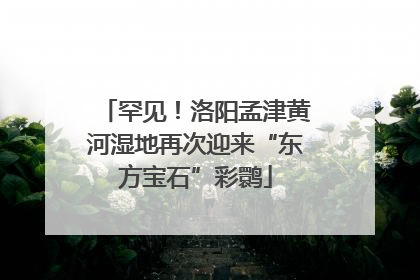 罕见！洛阳孟津黄河湿地再次迎来“东方宝石”彩鹮