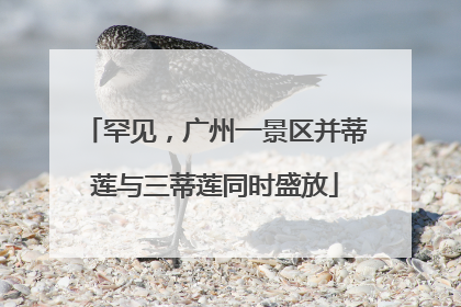 罕见，广州一景区并蒂莲与三蒂莲同时盛放