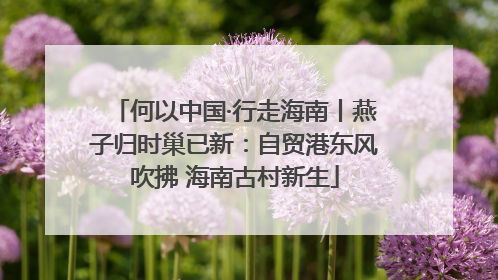 何以中国·行走海南丨燕子归时巢已新：自贸港东风吹拂 海南古村新生
