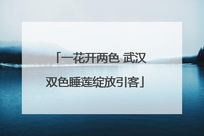 一花开两色 武汉双色睡莲绽放引客