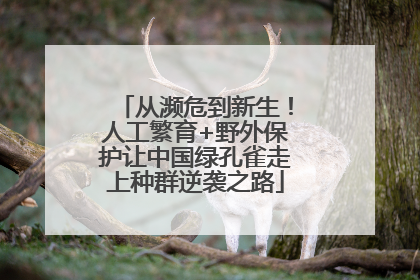 从濒危到新生！人工繁育+野外保护让中国绿孔雀走上种群逆袭之路