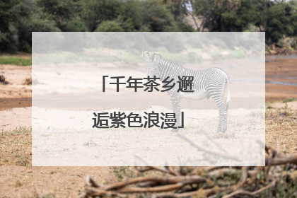 千年茶乡邂逅紫色浪漫