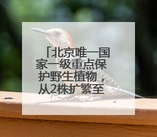 北京唯一国家一级重点保护野生植物，从2株扩繁至近500株