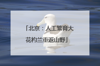 北京：人工繁育大花杓兰重返山野