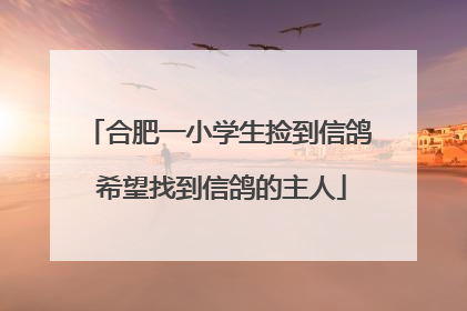 合肥一小学生捡到信鸽 希望找到信鸽的主人