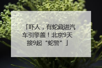 吓人，有蛇藏进汽车引擎盖！北京9天接9起“蛇警”