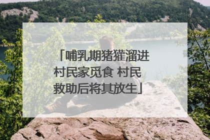 哺乳期猪獾溜进村民家觅食 村民救助后将其放生