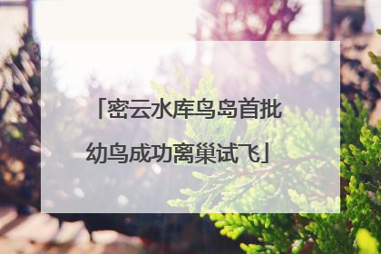 密云水库鸟岛首批幼鸟成功离巢试飞