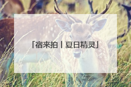宿来拍丨夏日精灵