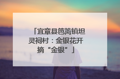 宜章县笆篱镇坦灵祠村：金银花开摘“金银”