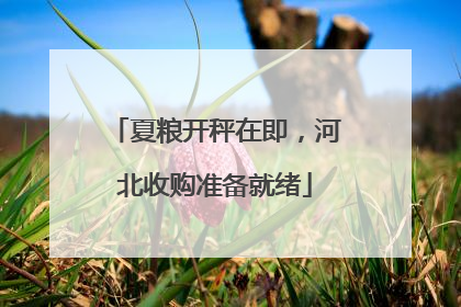 夏粮开秤在即，河北收购准备就绪