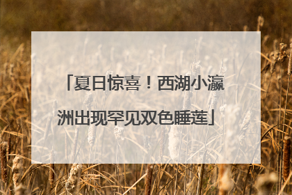 夏日惊喜！西湖小瀛洲出现罕见双色睡莲