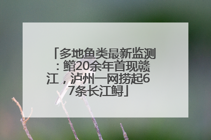 多地鱼类最新监测：鳤20余年首现赣江，泸州一网捞起67条长江鲟