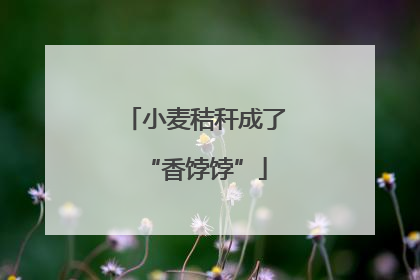 小麦秸秆成了“香饽饽”