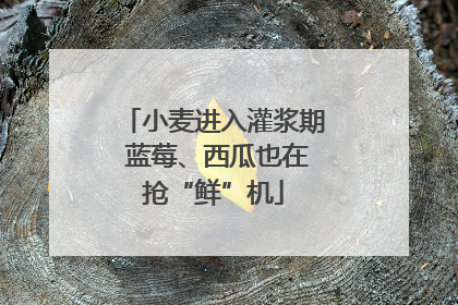 小麦进入灌浆期 蓝莓、西瓜也在抢“鲜”机