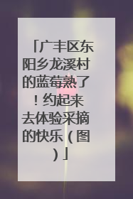 广丰区东阳乡龙溪村的蓝莓熟了！约起来 去体验采摘的快乐（图）