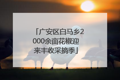 广安区白马乡2000余亩花椒迎来丰收采摘季