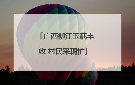 广西柳江玉藕丰收 村民采藕忙