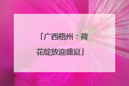 广西梧州：荷花绽放迎盛夏