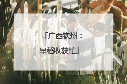 广西钦州：早稻收获忙