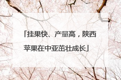挂果快、产量高，陕西苹果在中亚茁壮成长