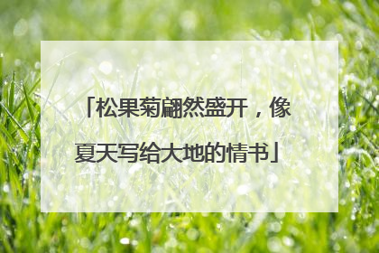 松果菊翩然盛开，像夏天写给大地的情书