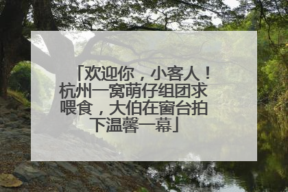 欢迎你，小客人！杭州一窝萌仔组团求喂食，大伯在窗台拍下温馨一幕