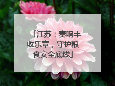 江苏：奏响丰收乐章，守护粮食安全底线