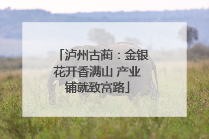 泸州古蔺：金银花开香满山 产业铺就致富路