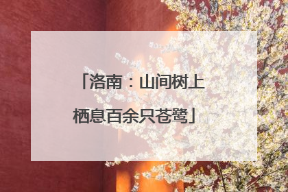 洛南：山间树上栖息百余只苍鹭