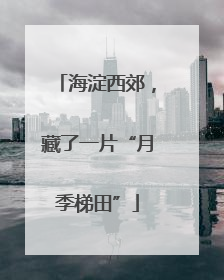 海淀西郊，藏了一片“月季梯田”