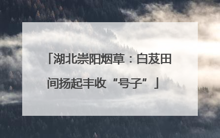 湖北崇阳烟草：白芨田间扬起丰收“号子”