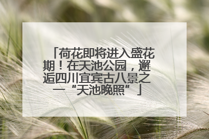 荷花即将进入盛花期！在天池公园，邂逅四川宜宾古八景之一“天池晚照”
