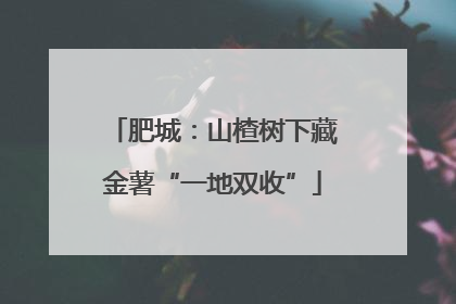 肥城：山楂树下藏金薯“一地双收”