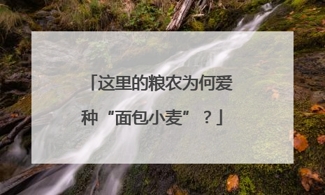 这里的粮农为何爱种“面包小麦”？