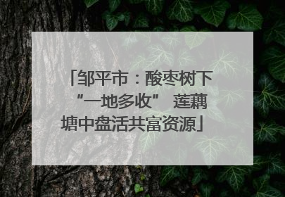 邹平市：酸枣树下“一地多收” 莲藕塘中盘活共富资源