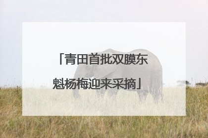 青田首批双膜东魁杨梅迎来采摘
