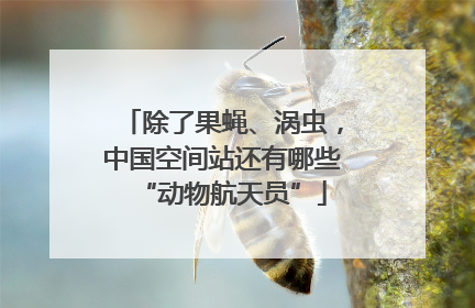 除了果蝇、涡虫，中国空间站还有哪些“动物航天员”