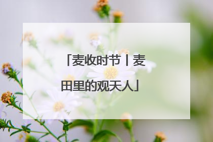 麦收时节丨麦田里的观天人