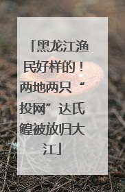 黑龙江渔民好样的！两地两只“投网”达氏鳇被放归大江